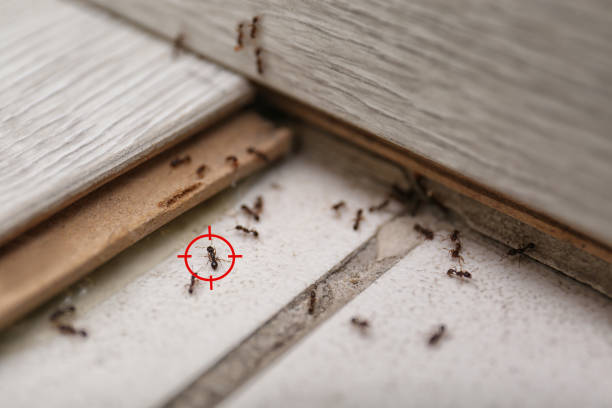 Best Pest Inspection Near Me  in Chatmoss, VA