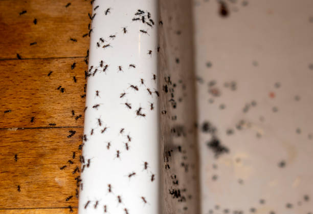 Best Best Pest Control Companies  in Chatmoss, VA